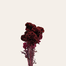 Load image into Gallery viewer, Preserved Celosia
