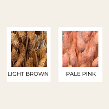 Load image into Gallery viewer, Dried Phalaris