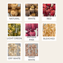 Load image into Gallery viewer, Dried Papaver ( Poppy )