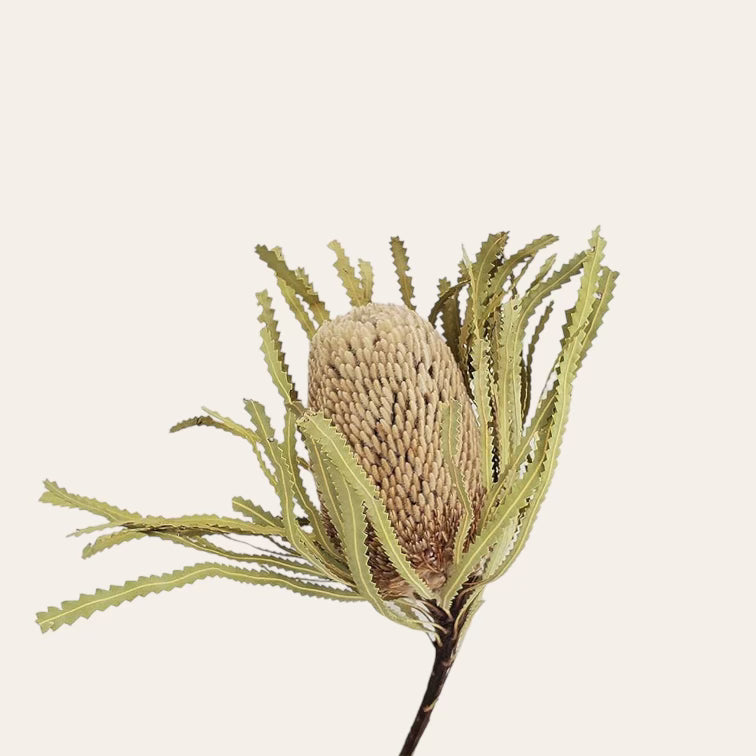 Dried Banksia Hookeriana