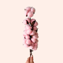 Load image into Gallery viewer, Dried Cotton Bloom