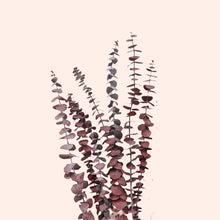 Load image into Gallery viewer, Preserved Eucalyptus B.