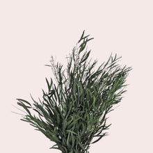 Load image into Gallery viewer, Preserved Eucalyptus Nicholii
