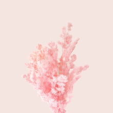 Load image into Gallery viewer, Preserved Ming Fern