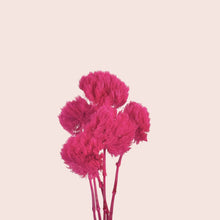 Load image into Gallery viewer, Preserved Dianthus
