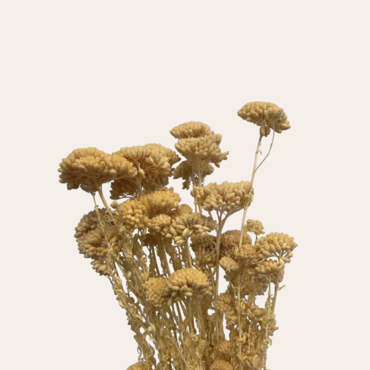 Dried Achillea Millefolium