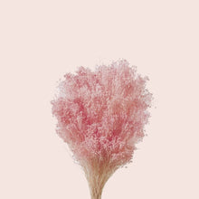 Load image into Gallery viewer, Dried Brooms Bloom
