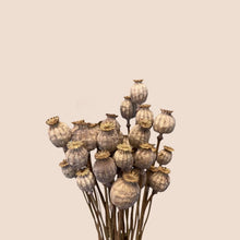 Load image into Gallery viewer, Dried Papaver (Poppy)
