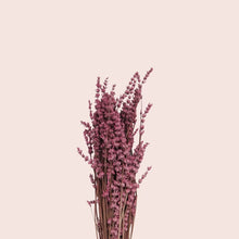 Load image into Gallery viewer, Preserved Lavender
