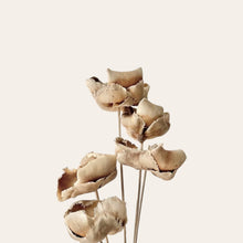 Load image into Gallery viewer, Dried Palm Caps