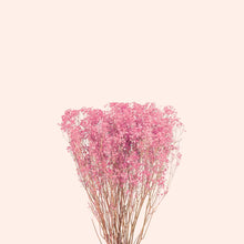 Load image into Gallery viewer, Preserved Baby&#39;s-Breath
