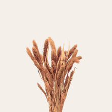 Load image into Gallery viewer, Preserved Setaria