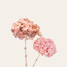 Load image into Gallery viewer, Preserved Hydrangea
