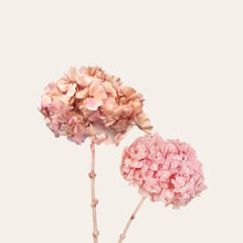 Load image into Gallery viewer, Preserved Hydrangea