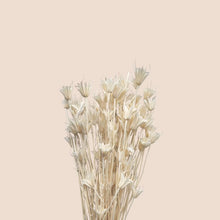 Load image into Gallery viewer, Dried Nigella Orientalis
