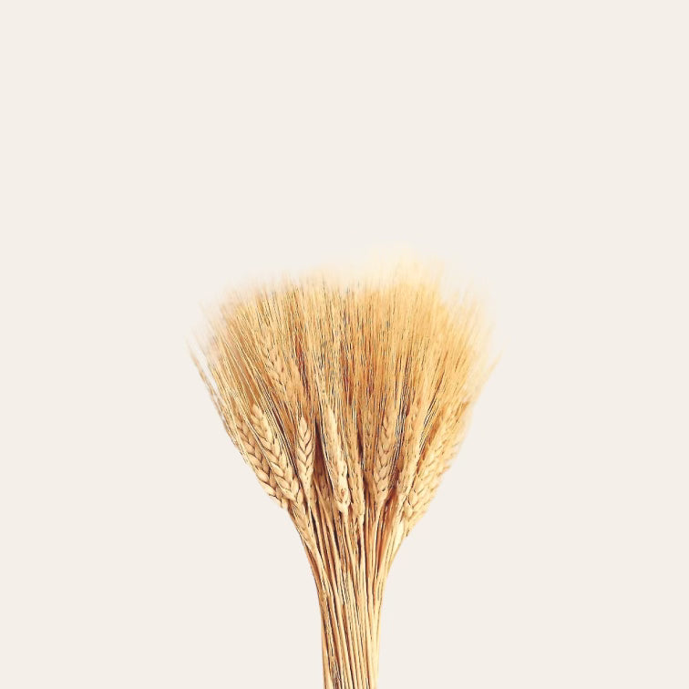 Dried Bearded Wheat