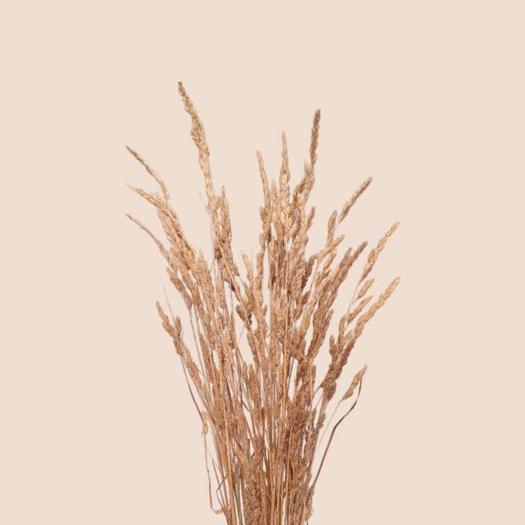 Dried Cocksfoot Grass