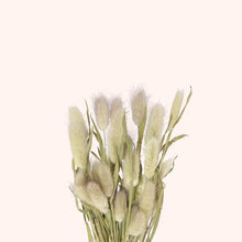 Load image into Gallery viewer, Dried Lagurus Bunny Tails Natural
