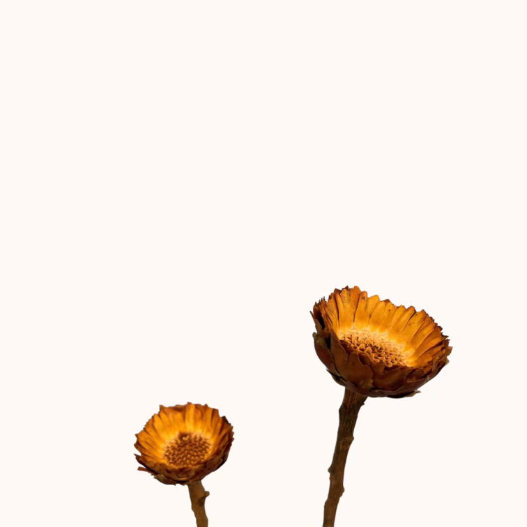 Preserved Sun Chrysanthemum