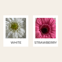 Load image into Gallery viewer, Preserved Gerbera

