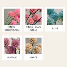 Load image into Gallery viewer, Preserved Scabiosa (Small)
