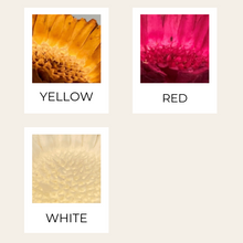 Load image into Gallery viewer, Preserved Sun Chrysanthemum
