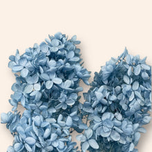 Load image into Gallery viewer, Preserved Hydrangea PeeGee
