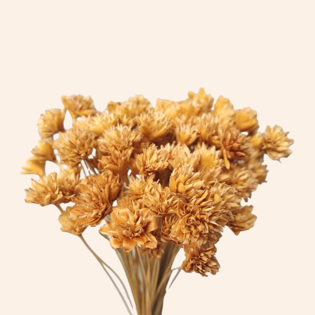 Dried Hill Flower