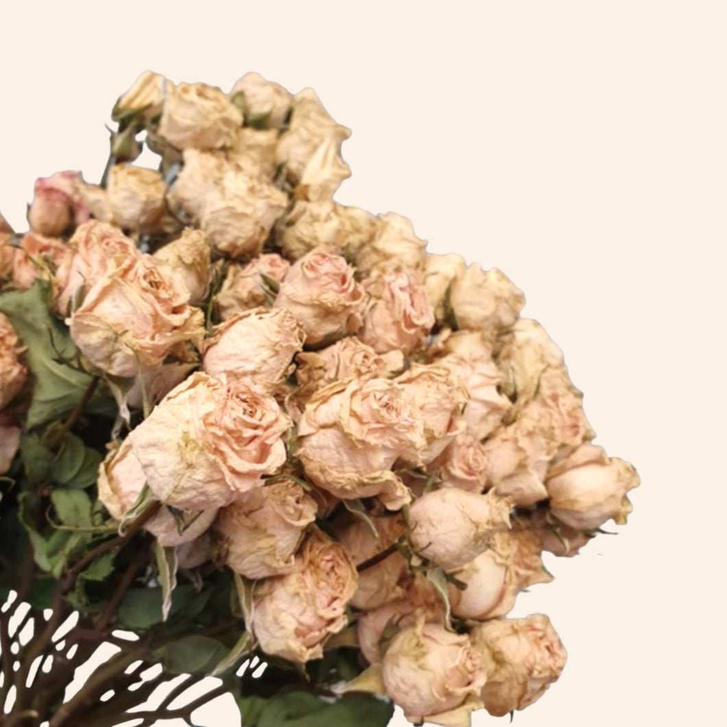 Dried Colombian Spray Roses