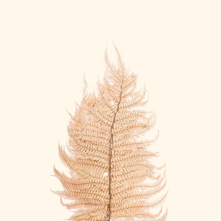 Preserved Fern (Large)