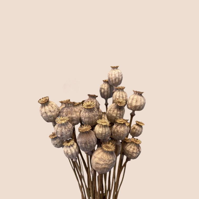 Dried Papaver (Poppy)