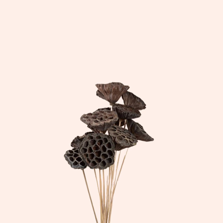 Dried Lotus Mini