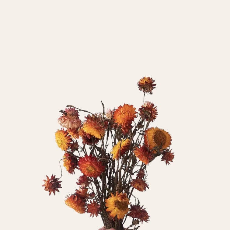 Dried Strawflower