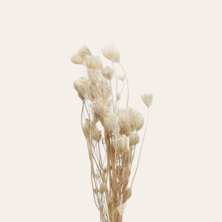 Dried Fennel