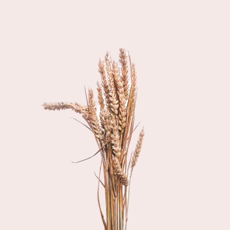 Dried Wheat