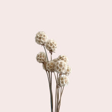 Load image into Gallery viewer, Preserved Scabiosa (Small)
