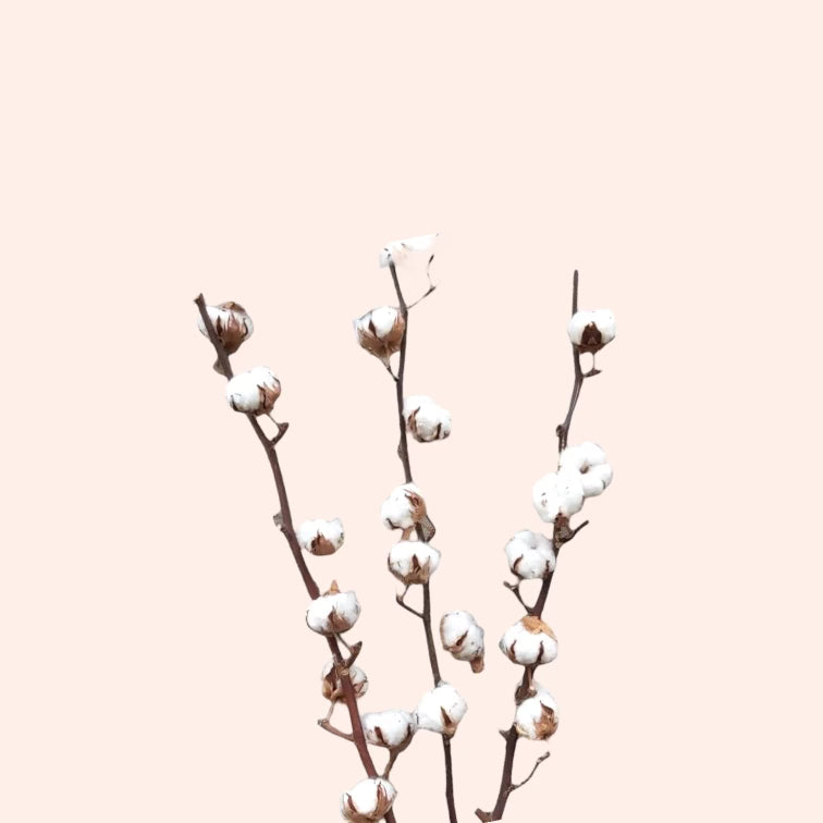 Dried Cotton Branch