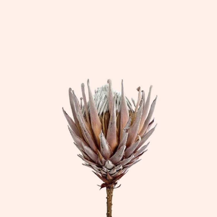 Dried King Protea