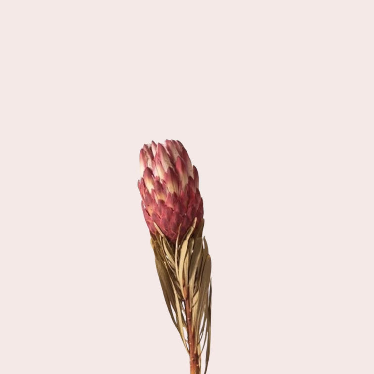 Dried Protea Venus