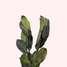 Load image into Gallery viewer, Preserved English Laurel
