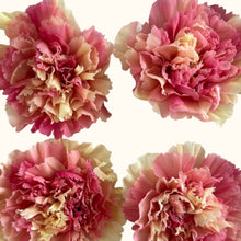 Load image into Gallery viewer, Preserved Carnation Parfait
