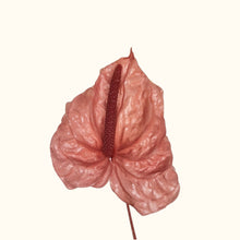 Load image into Gallery viewer, Preserved Anthurium
