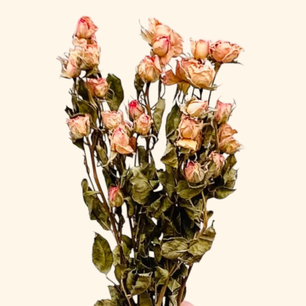 Dried Colombian Spray Roses