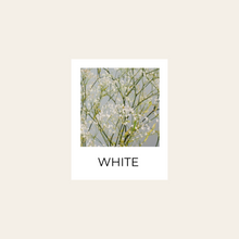 Load image into Gallery viewer, Mini Babys Breath Super Soft
