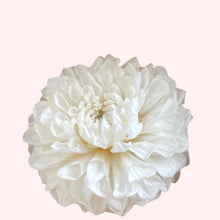 Load image into Gallery viewer, Preserved Dahlia Grace
