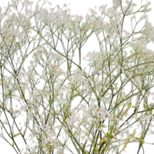 Load image into Gallery viewer, Mini Babys Breath Super Soft
