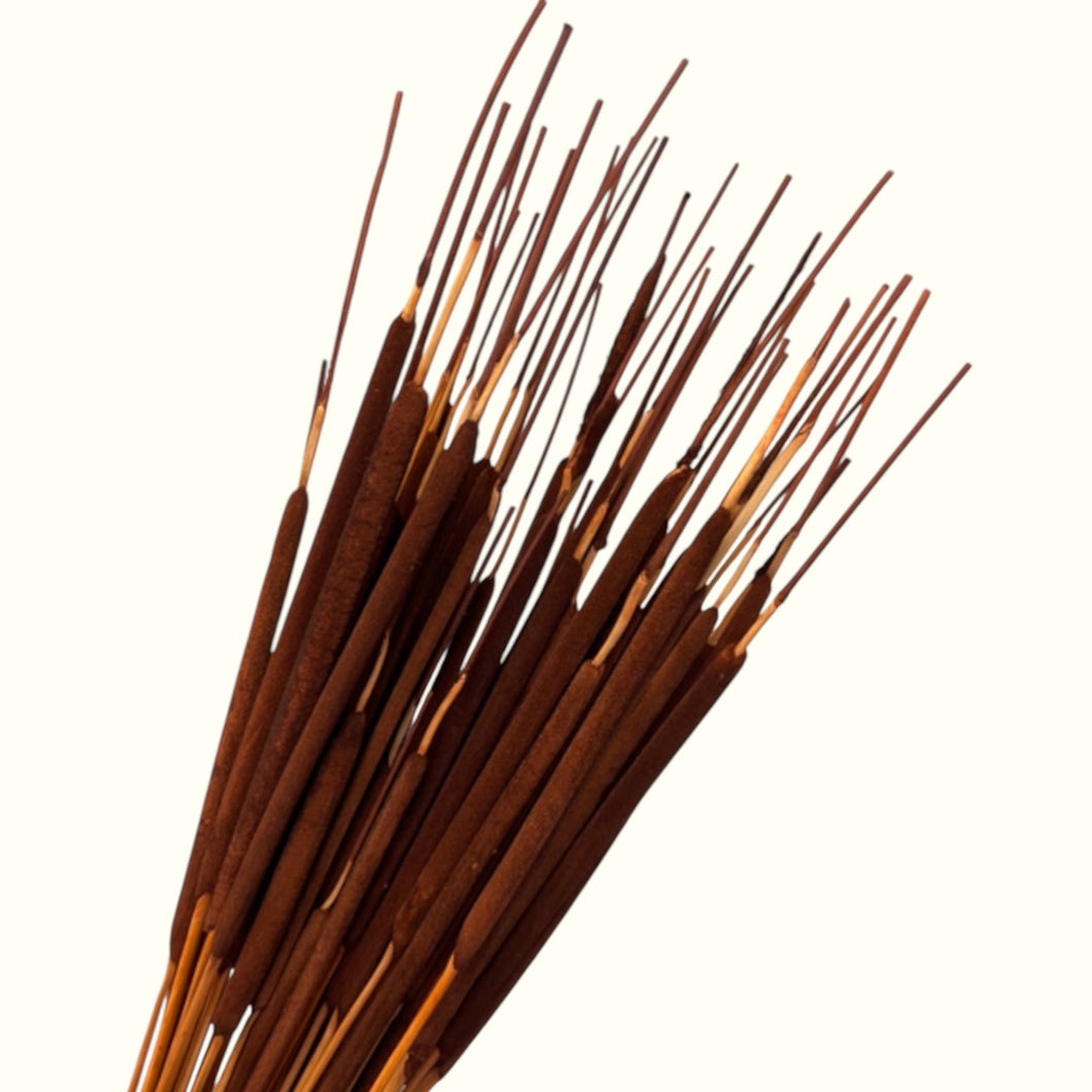 Typha Mini