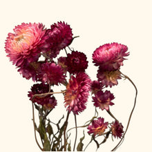 Load image into Gallery viewer, Dried Helichrysum
