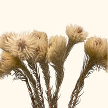 Load image into Gallery viewer, Dried Phylica Singles
