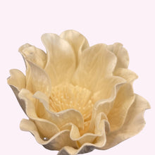 Load image into Gallery viewer, Dried Sola Magnolia Large
